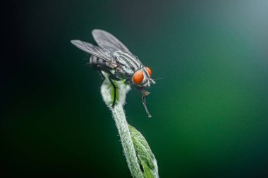 Bir et sineğinin yakın çekim makro fotoğrafı çizgili vücut ve kırmızı gözler yeşil bir yaprağın üzerinde duruyor bulanık koyu yeşil arka plan, böceğin karmaşık detaylarını gösteriyor