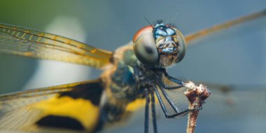 Yakın çekim makro fotoğraf bir dala tünemiş bir yusufçuk yakalar. Karmaşık detaylarını ve canlı renklerini bulanık doğal bir arka plana karşı gösterir.