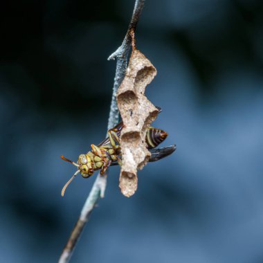 Eşek arısı karmaşık kağıt yuvasını yaratarak altıgen hücreleri ince bir dala bağlıyor. Bu da ekosistemdeki çalışkan davranışı ve doğal yapıyı gösteriyor.