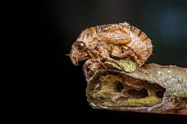 Ağustos Böceği dış iskeleti bir ağaç dalına yapışmış. Böceğin son deri kabuğunu gösteriyor. Doğadaki yaşam döngülerini ve dönüşümünü temsil ediyor.