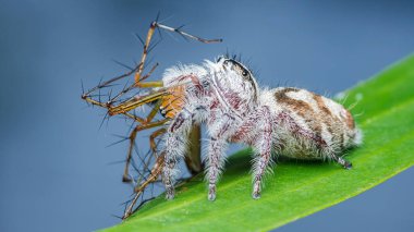 Kürklü beyaz vücutlu sıçrayan örümcek, bir vaşak örümceğini yakalayıp besliyor ve doğadaki karmaşık yırtıcı-av ilişkisinin makro görünümünü gösteriyor.