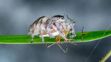 Zıplayan örümcek yeşil bir yaprağın üzerinde vaşak örümceği yakalıyor ve yiyor. Böcek dünyasındaki avcı-av ilişkisini ve doğanın saf gücünü gösteriyor.