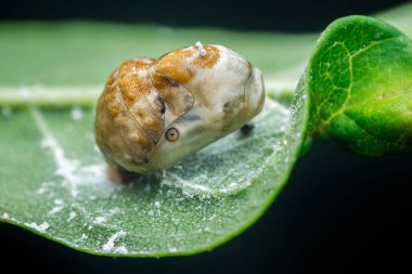 Bitki perisi kendini canlı yeşil bir yaprağın üzerinde kamufle ediyor, balmumu salgılarla kaplı koruyucu bir katman yaratıyor ve bitki çevresiyle kaynaşıyor.