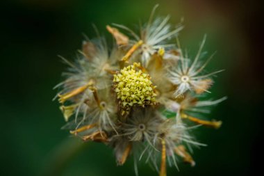 Kuru karahindiba tohumu başı sarı çiçekli ve narin beyaz paraşüt tohumları dışarı doğru yelken açıyor, makro detay narin dokuyu ve dağılım potansiyelini yakalıyor.