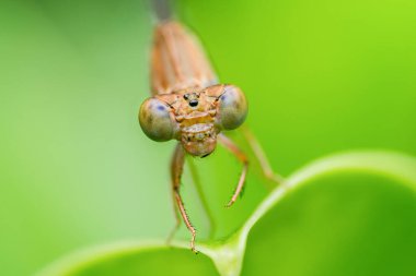 Geniş bileşik gözlerini ve makro yakın plan detaylı yüzünü sunan küçük kız sineği, canlı yeşil bir yaprak üzerine tünemiş bulanık doğal bir arka plan