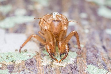 Ağustosböceği dış iskeleti kabuk kabuğuna yapışmış. Derisi kabuk değiştirmiş. Kahverengi kabuk böcek anatomisini, dokusunu ve orman ışığındaki doğal yaşam döngüsünü vurgulamış.
