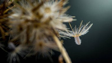 Pappus paraşütüyle karahindiba tohumu, narin bir örümcek ağına sarılıp karanlık bir arkaplana tutunarak kırılganlık, esneklik ve yaşam döngüsünün temalarını gözler önüne seriyor.