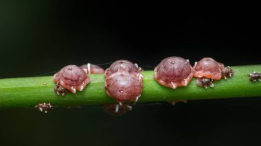 Cocoidea süper ailesinin canlı yeşil bir bitki kökünden özsuyuna yapışıp beslenen böcekleri ölçeklendirmek, yakın çekim bir makro görüntüde haşere istilası yaratıyor.