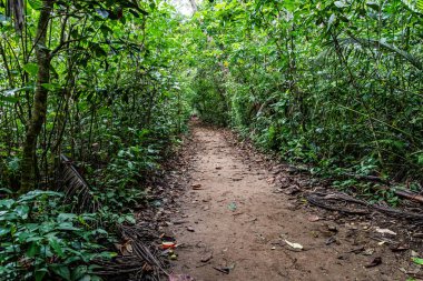 Kosta Rika 'daki tropikal yağmur ormanları.