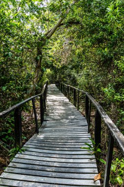 Ormandaki güzel ahşap köprü
