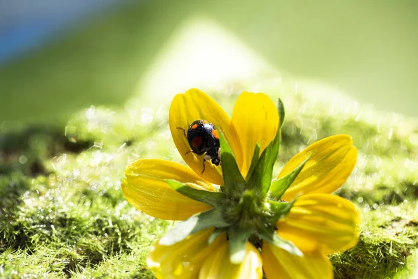 Uğur böceği üzerinde sarı çiçek üzerinde yeşil 