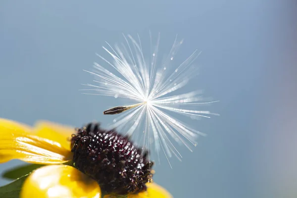 Mavi arkaplanda karahindiba tohumları