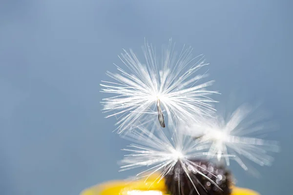 Mavi arkaplanda karahindiba tohumları