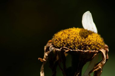 Bahçedeki güzel çiçek, doğa