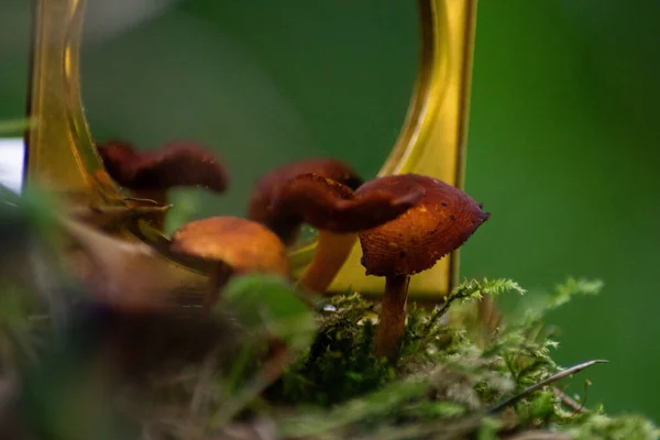 Ormandaki bir mantarı kapat.