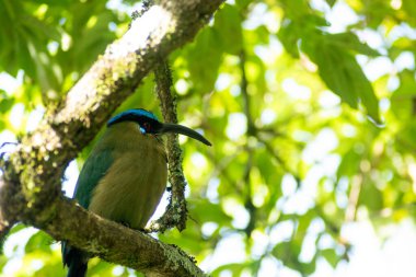 Mavi-göğüslü koracialar ağaçta tünemiş.
