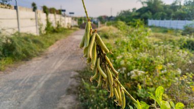 Yeşil kapsüllerin doğal bir açık hava ortamında, yumuşak güneş ışığıyla vahşi bir bitki gövdesine yakın çekim.