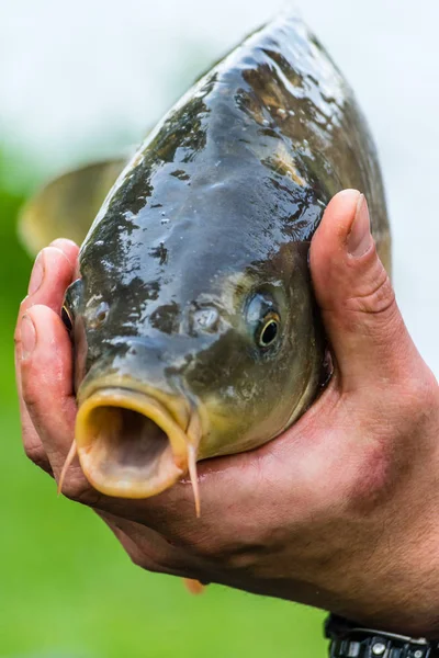 İyi para balık sazan elinde tutan balıkçı. Detaylı balık portre yeşil arka planda, olarak da bilinen Avrupa sazan veya Cyprinus carpio.