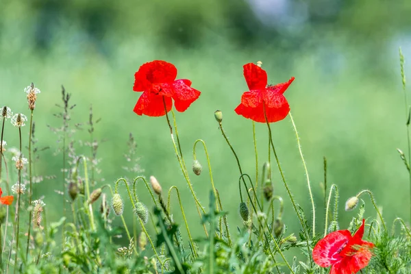 Çok güzel kırmızı çiçekler, güzel bir yeşil zemin üzerine haşhaş. Gelincik (bitki), ortak poppy, Mısır haşhaş, gelincik diğer isimleri.