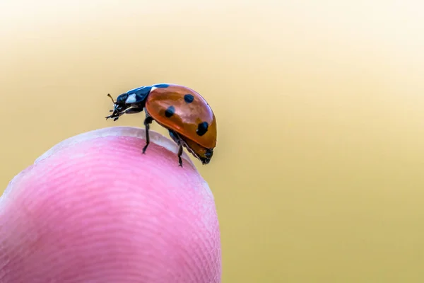 美丽的小瓢虫在手指上 模糊的背景 — 图库照片