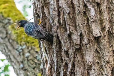 Ortak bir sığırcık bir piliç bir yuvaya bir ağaç deliğe besleme üst. Olarak da bilinen Sturnus vulgaris veya Avrupa sığırcık.
