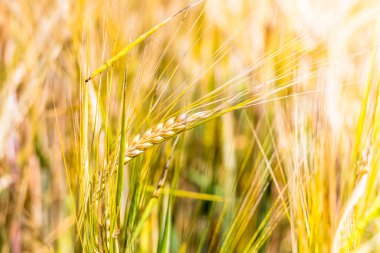 Büyüyen bir alan üzerinde wheatears. Altın rengi, Olgun çiçek, sığ derinlik-in tarla.