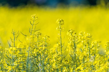 Güzel yaz alan sarı çiçekli kolza tohumu ile. Çiçek detayını. Olarak da bilinen Brassica napus veya yağlı tohum tecavüz.