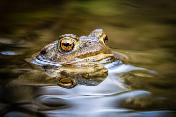 Portret Van Een Mooi Pad Met Hoofd Boven Het Wateroppervlak — Stockfoto