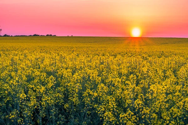 夕日に黄色開花菜の花と美しい夏の畑 花のディテール またとして知られているアブラナ科のワックスレスまたは油糧種子のレイプ — ストック写真