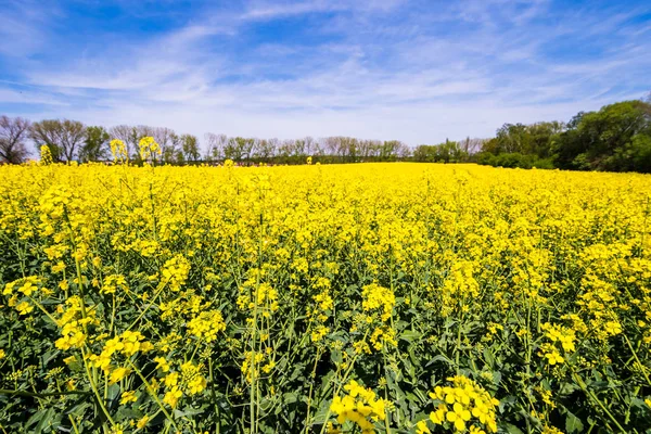 Beautiful Summer Field Flowering Yellow Rapeseed Nice Blue Sky Clouds — Stock Photo, Image