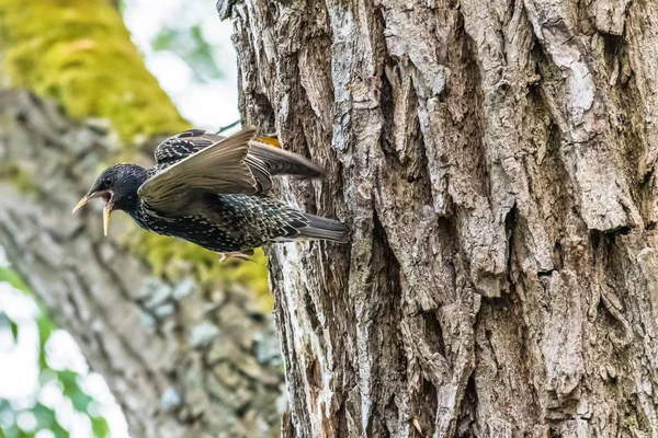 Parent Étourneau Commun Nourrissant Poussin Dans Nid Dans Trou Arbre — Photo