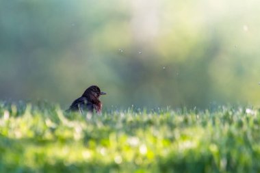Bir parkta yeşil çim şirin küçük kara kuş. Sığ derinlik-in tarla. Yeşil arka plan bulanık.