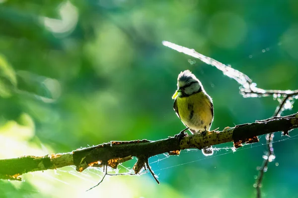 Bogatka Piękny Żółty Ptak Siedzący Gałązkę Żywności Dziób Tło Niewyraźne — Zdjęcie stockowe