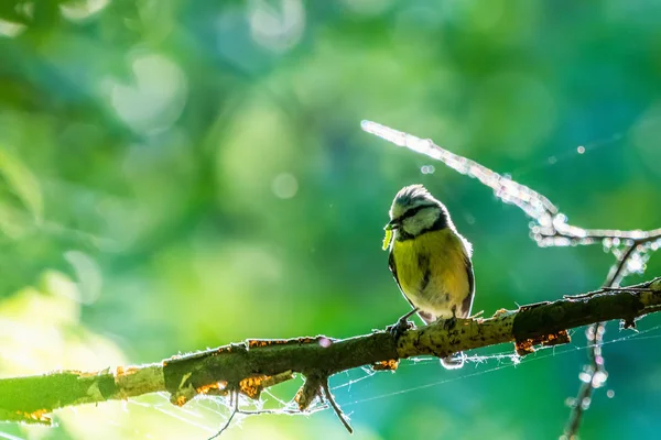 Bogatka Piękny Żółty Ptak Siedzący Gałązkę Żywności Dziób Tło Niewyraźne — Zdjęcie stockowe