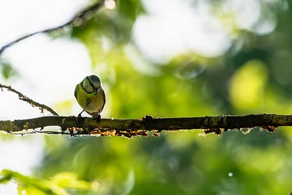 Krásný Žlutý Pták Sedící Větvičku Jídlem Zobák Sýkora Koňadra Rozmazané — Stock fotografie