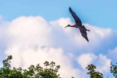Uçan güzel büyük kuş gri balıkçıl. Ardea cinerea olarak da bilinir. Arka plan üzerinde ağaçlar, mavi gökyüzü bulutlu yukarıda uçan.