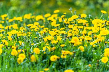 Güzel alan taze sarı dandelions ve yeşil çim ile. Küçük derinlik-in tarla. Güzel bahar günü.