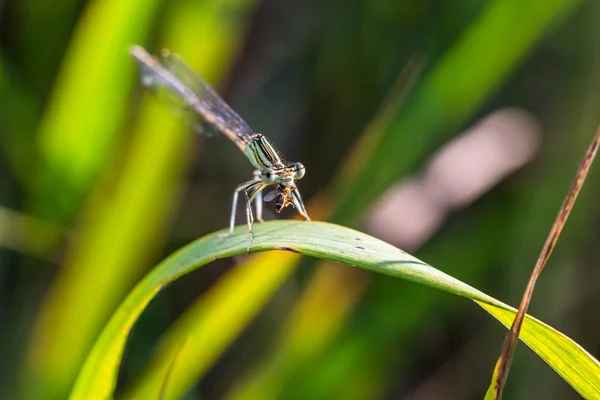 Bela Pequena Damselfly Libélula Come Pequeno Besouro Inseto Predador Damselfly — Fotografia de Stock