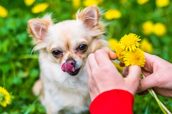 Güzel küçük chihuahua kendi kendine burun yalıyor. Dandelions bir çelenk yapma bir kız elleri. Yukarıdan aşağıya bir zemin üzerine sarı taze dandelions görünümü, yeşil çim.