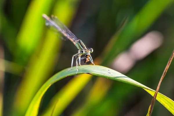 Belle Petite Demoiselle Libellule Mange Petit Coléoptère Insecte Prédateur Damselfly — Photo