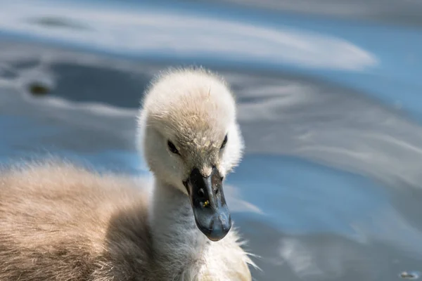 Bonito Cisne Bebê Está Nadando Uma Água Pássaro Tem Cerca — Fotografia de Stock