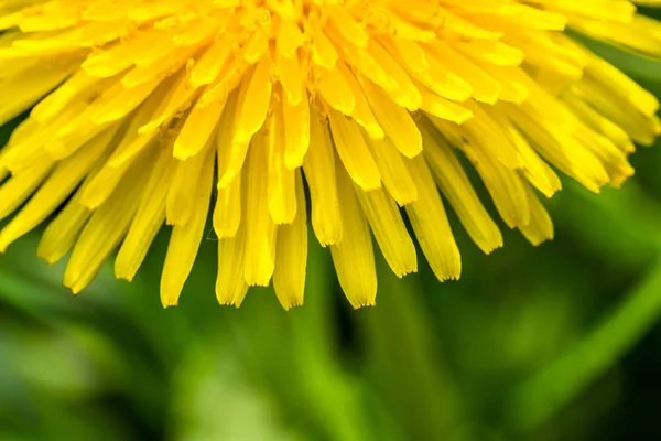 タンポポの新鮮な黄色花のディテール 背景の草の緑 春の晴れた日に マクロ撮影 — ストック写真