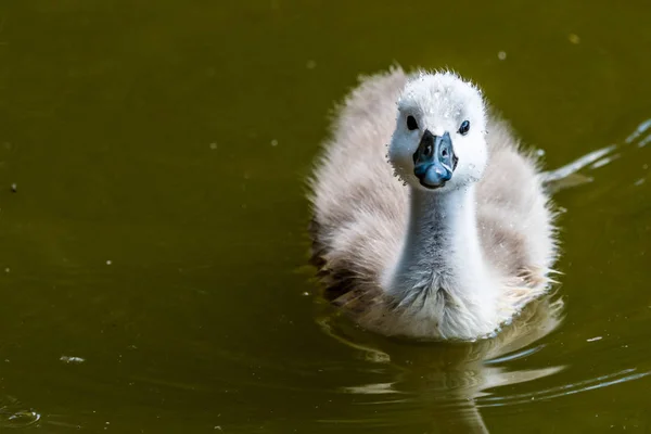 Schöne Junge Schwan Schwimmt Auf Einem Wasser Ein Vogel Ist — Stockfoto