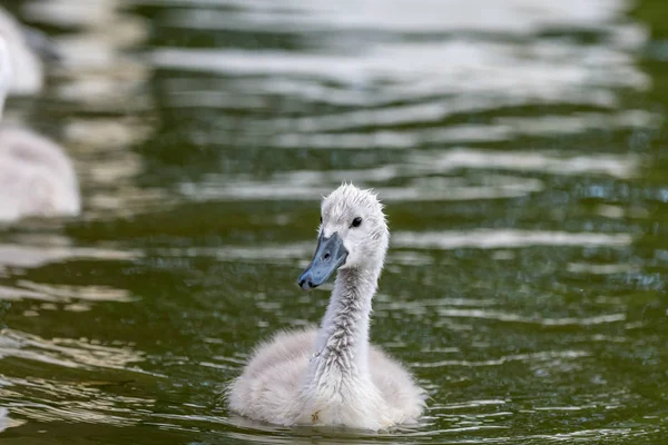 Schöne Junge Schwan Schwimmt Auf Einem Wasser Ein Vogel Ist — Stockfoto