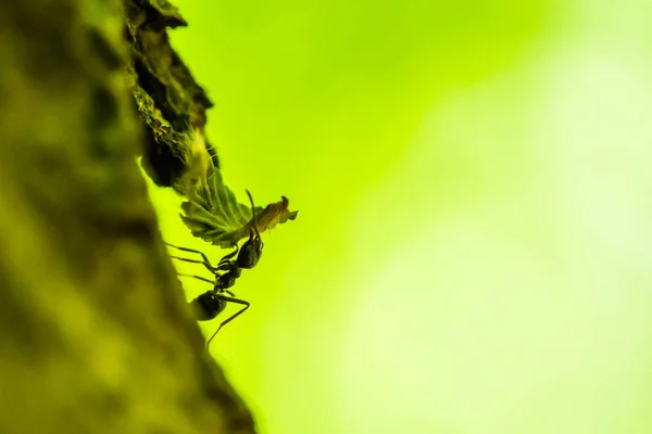 Pequeña Hormiga Del Bosque Lleva Una Hoja Macro Disparó Fondo —  Fotos de Stock