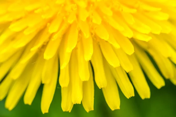 タンポポの新鮮な黄色花のディテール 背景の草の緑 春の晴れた日に マクロ撮影 — ストック写真