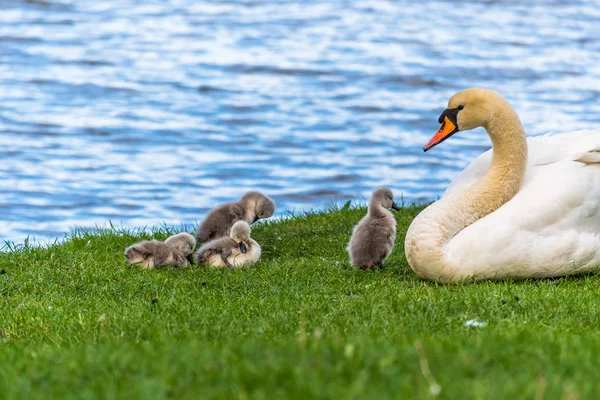 Schöne Junge Schwäne Mit Ihrer Mutter Vögel Sind Etwa Zwei — Stockfoto