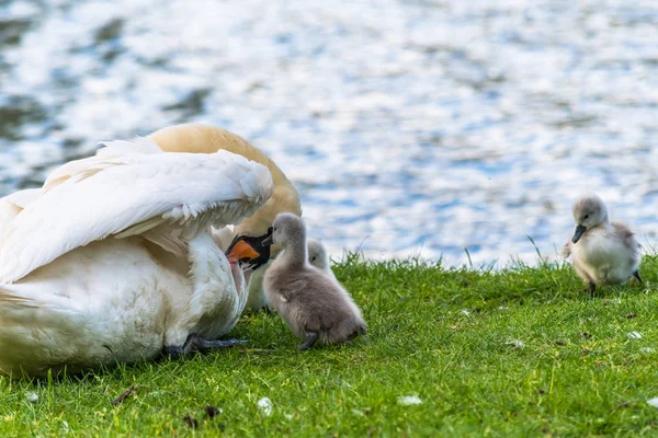 Lindo Bebé Cisne Com Mãe Aves Têm Cerca Duas Semanas — Fotografia de Stock