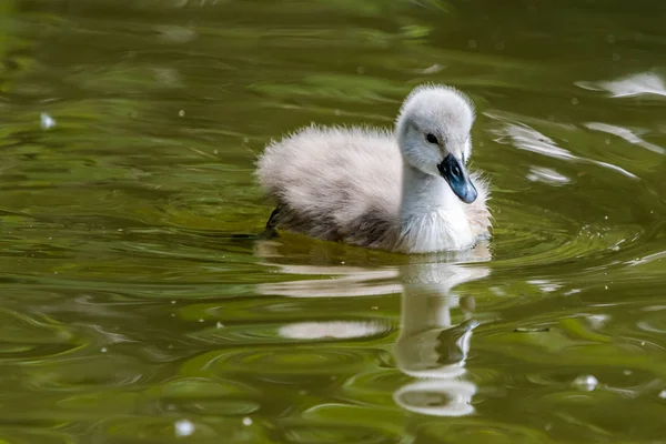 Schöne Junge Schwan Schwimmt Auf Einem Wasser Ein Vogel Ist — Stockfoto