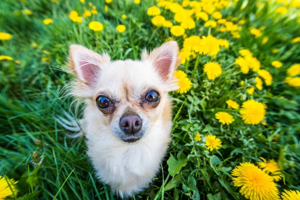 Funny looking Chihuahua in a fresh green grass full of nice yellow dandelions. The funny portrait was taken with a wide angle lens. Cute small dog.